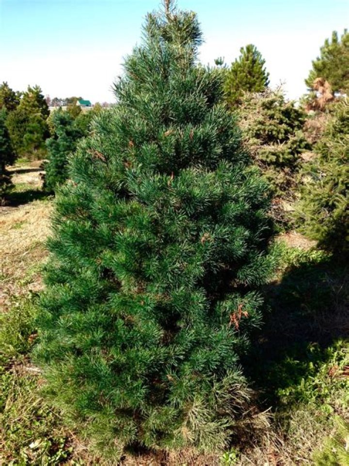What does Scotch pine look like?