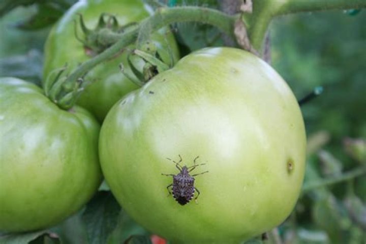 What does stink bugs do to tomatoes?