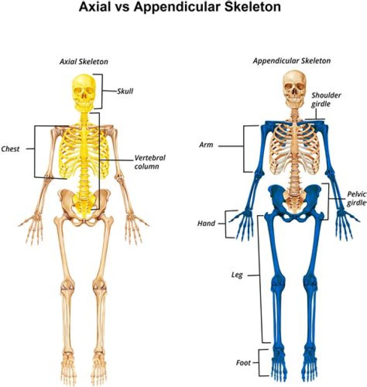 What does the appendicular skeleton do?
