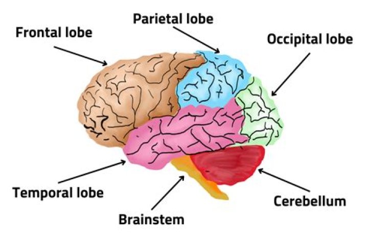 What does the brain's central core contain?