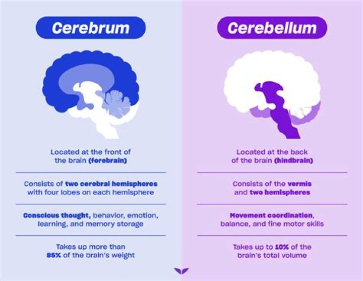 What does the cerebellum affect?