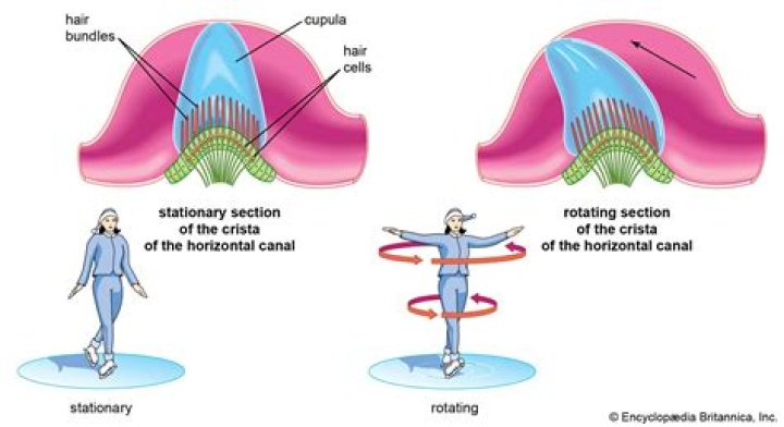 What does the extrapyramidal system consist of?