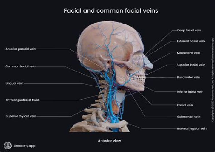 What does the facial vein drain?