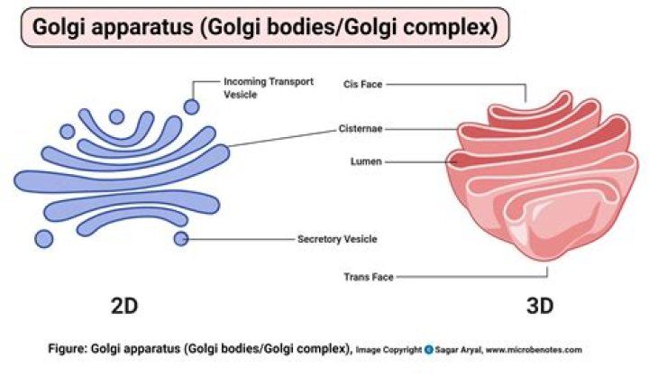 What does the Golgi body do in an animal cell?