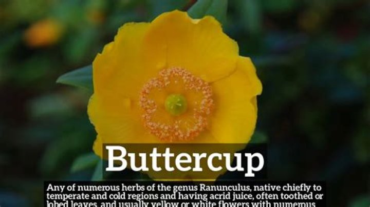 What does the nickname Buttercup mean?