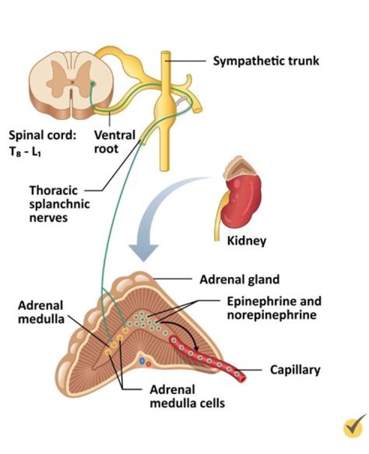 What does the thoracic splanchnic nerve innervate?