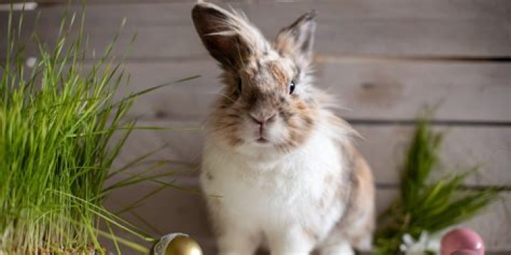 What does white bunny mean?