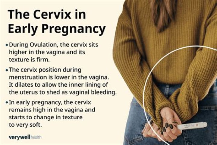 What does your cervix feel like when your ovulating?