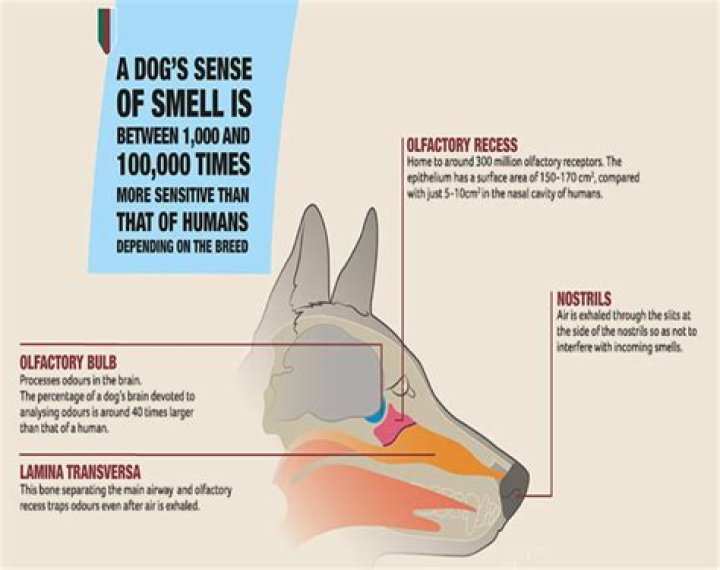 What dog has best sense of smell?