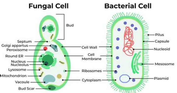 What encloses the cell of plants algae fungi and most bacteria?