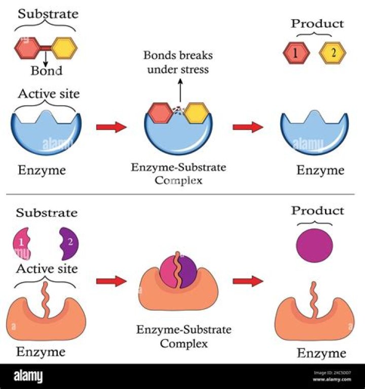 What enzymes does HIV use?