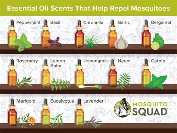 What essential oil kills herpes?