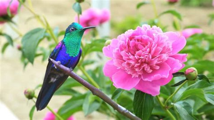 What flowers do hummingbirds like the most?