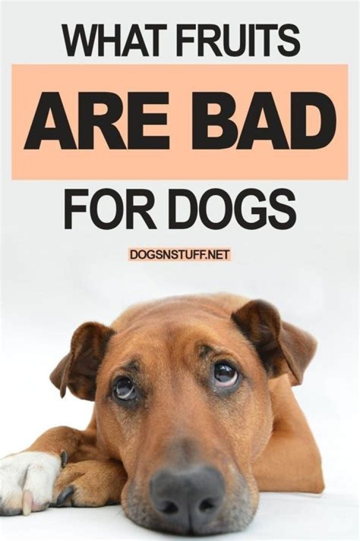 What fruits are bad for dogs?