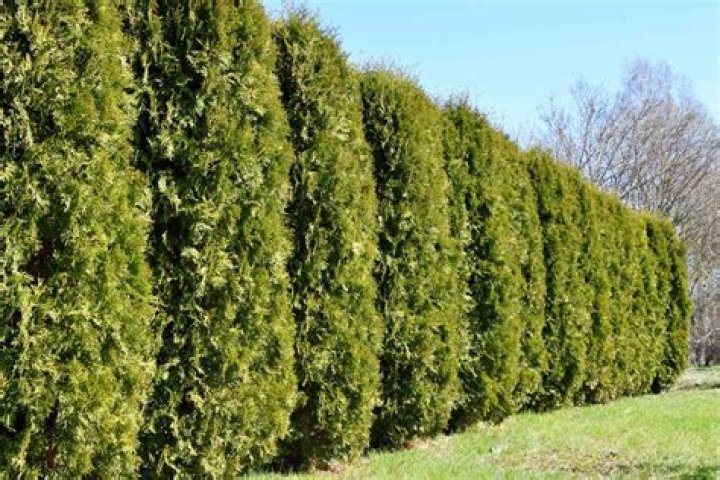 What grows good in winter?