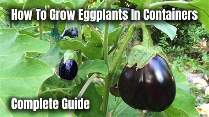 What grows well with eggplant?