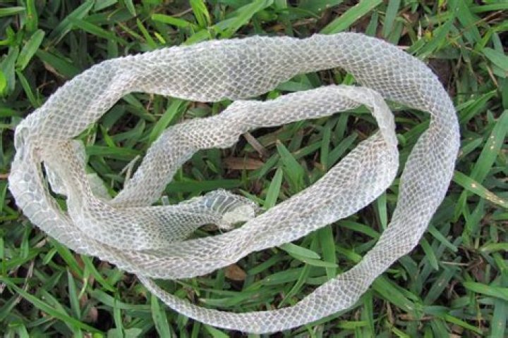 What happens after a snake sheds its skin?
