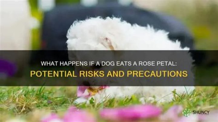 What happens if a dog eats a rose?
