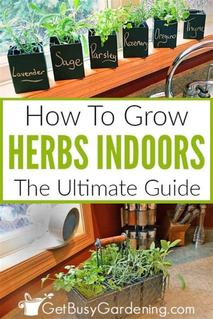 What herbs can you grow inside?
