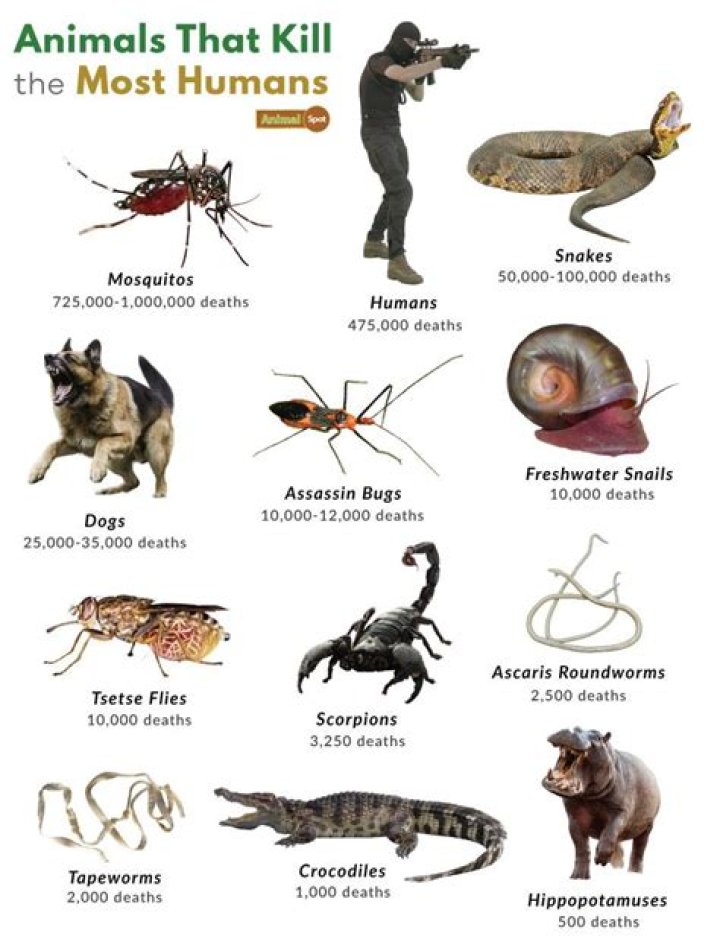 What historical event killed the most humans?