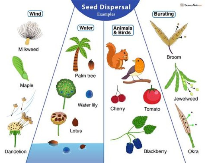 What is a blackberry seed dispersal mechanism?