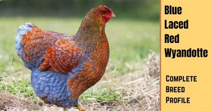 What is a blue laced red Wyandotte?