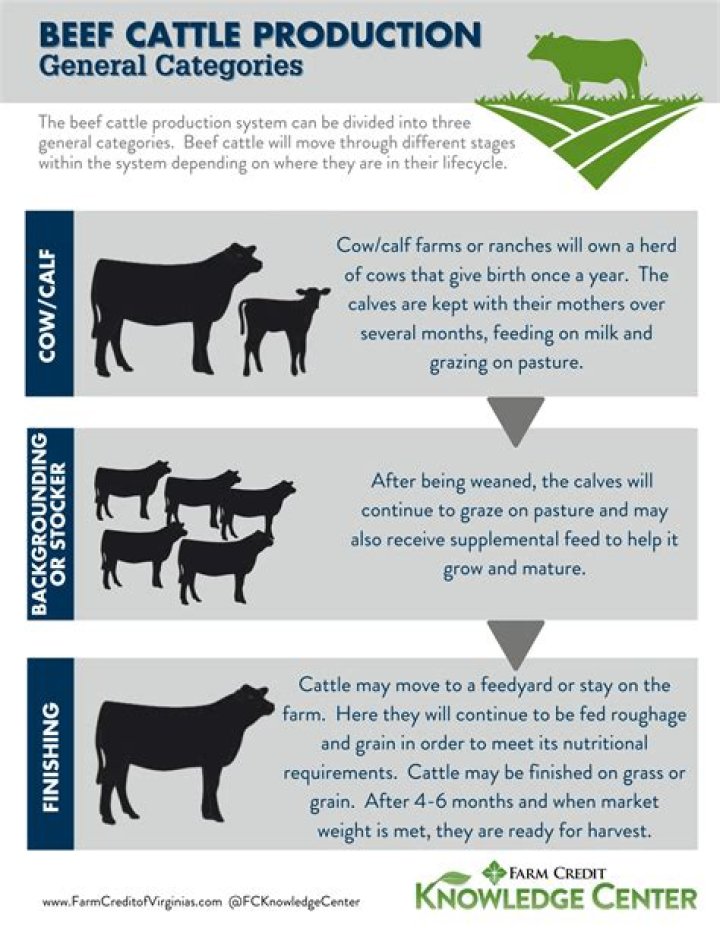 What is a cow/calf producer?
