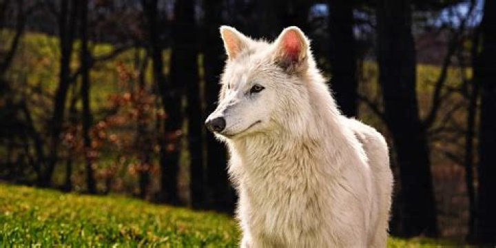 What is a dire wolf in real life?