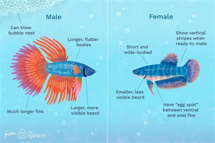 What is a female fellow called?