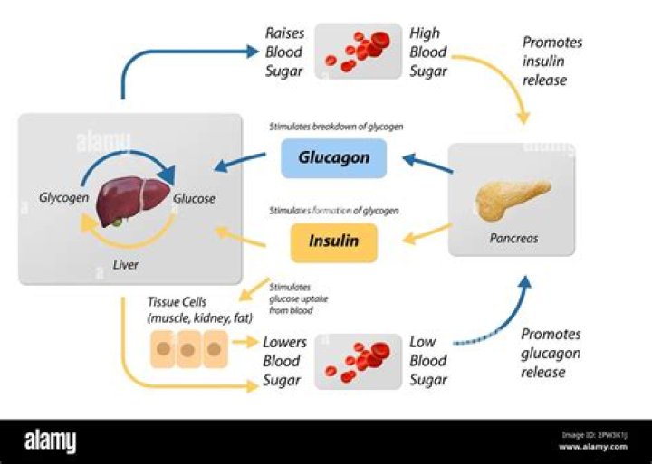 What is a glucose in biology?
