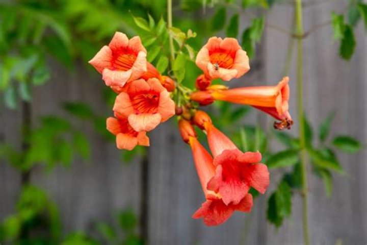 What is a golden trumpet?
