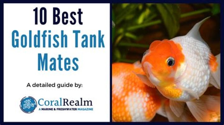 What is a good tank mate for goldfish?