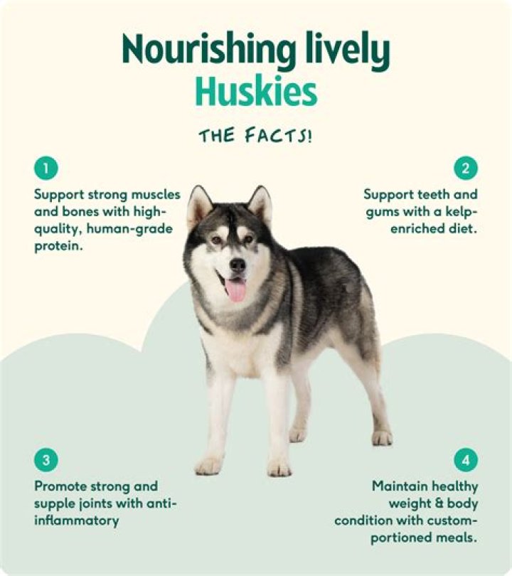 What is a healthy weight for a Siberian husky?