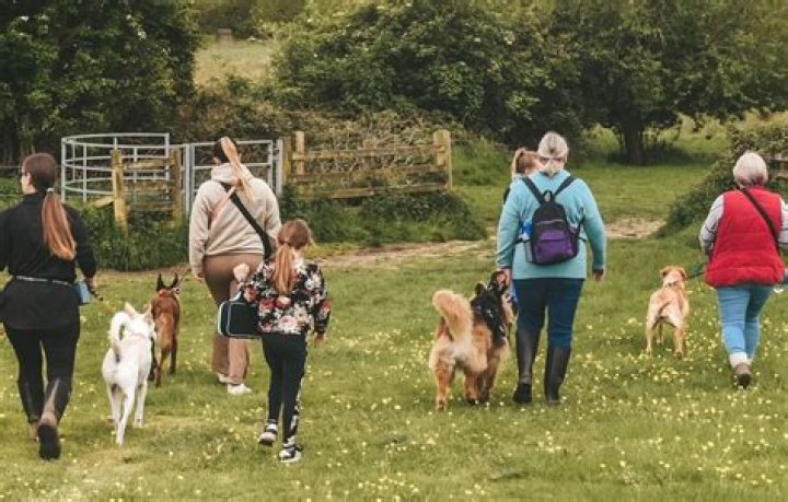 What is a professional pet sitter?