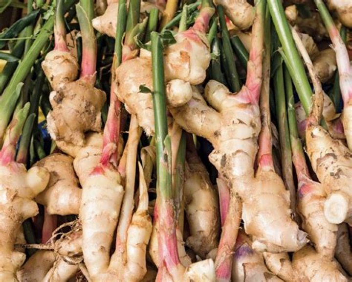 What is a rhizome root?