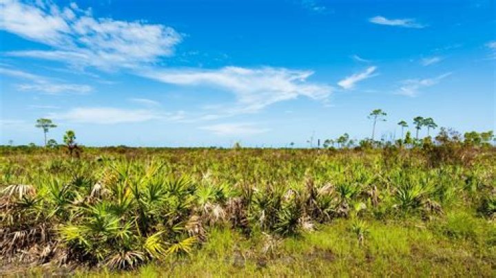 What is a sawgrass prairie?