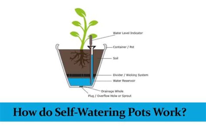 What is a self watering pot?