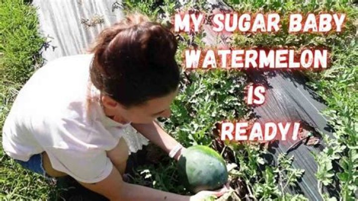 What is a Sugar Baby Melon?