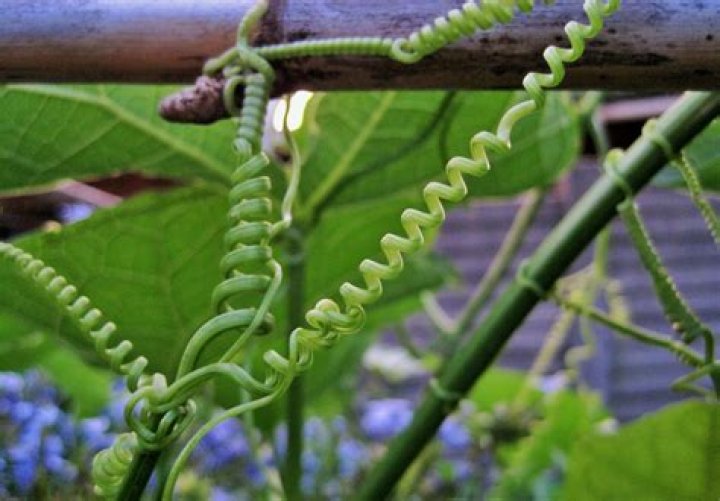 What is a tendril of hair?