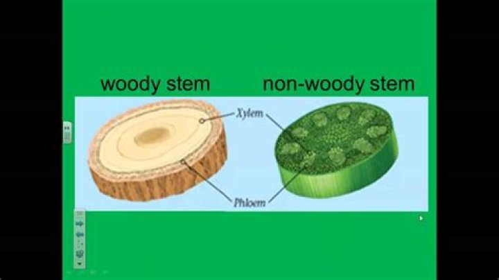 What is a woody stem made of?