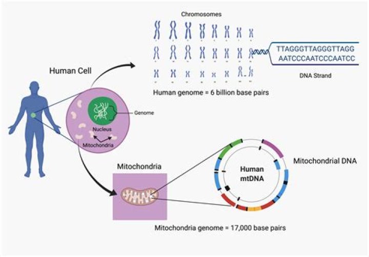 What is an autosome and how many are there in the human genome?