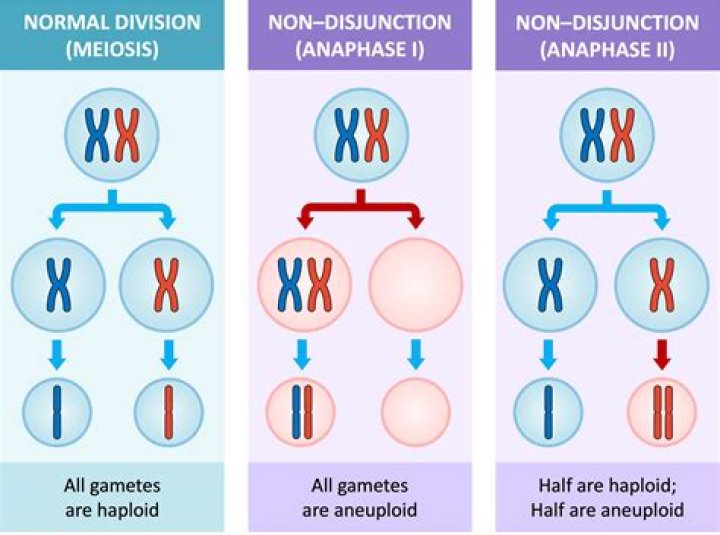 What is aneuploidy caused by?