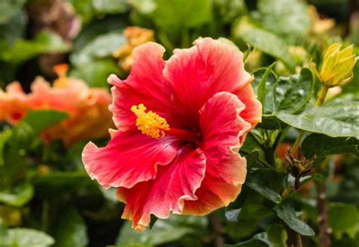What is another name for hibiscus?