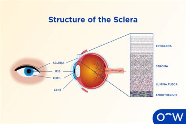 What is another name for the anterior portion of the sclera?
