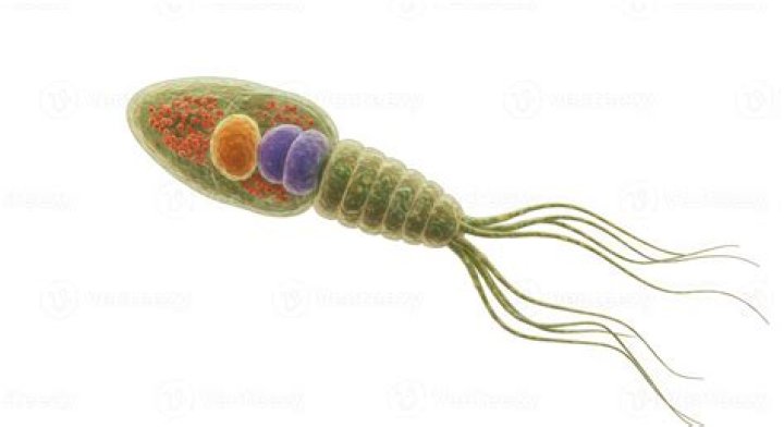 What is another word for a single celled organism?