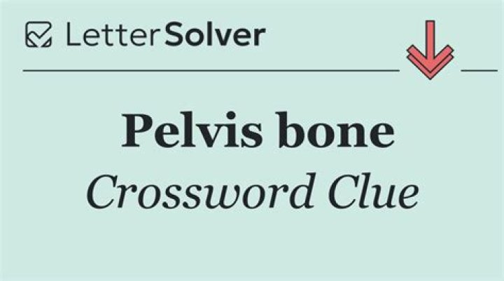 What is another word for pelvis?
