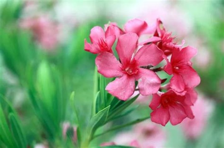 What is arali flower called in English?