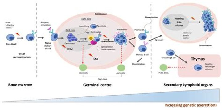 What is B cell neoplasm?