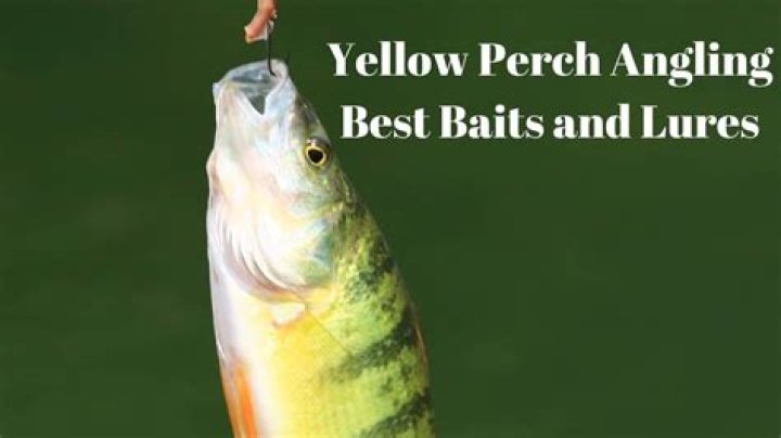 What is best bait for perch?