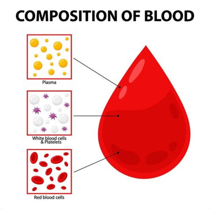 What is blood and its function?